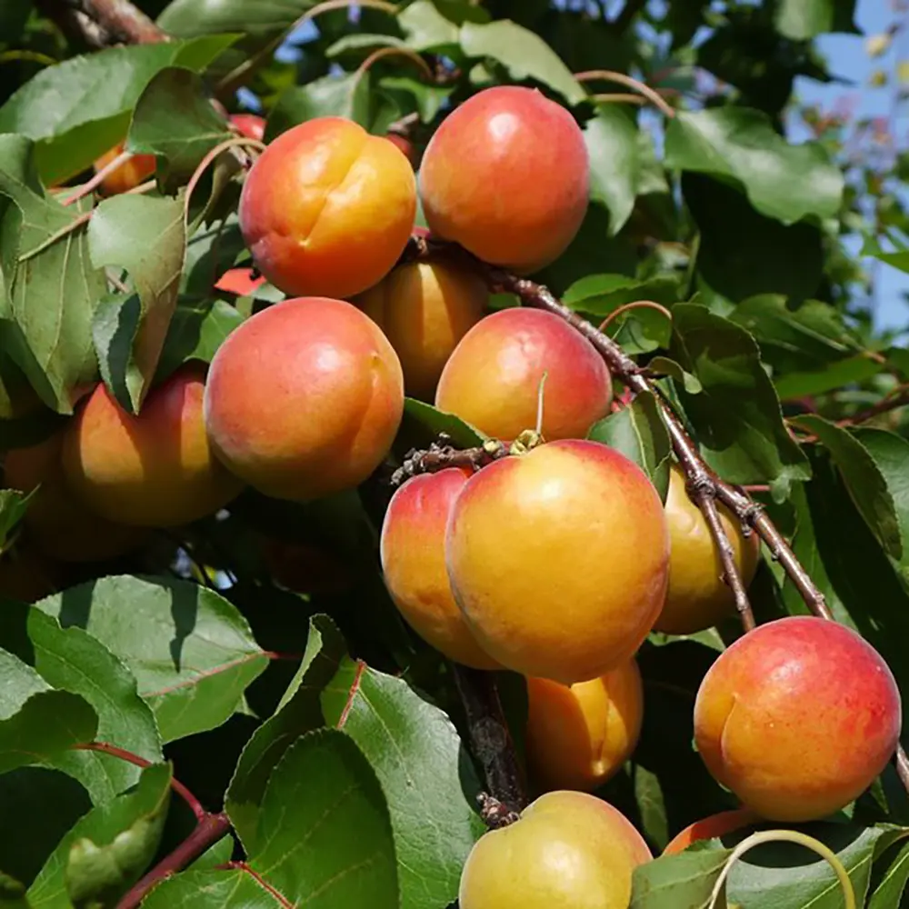 Cais (Prunus armeniaca) Orange Red, cu fructe dulci portocalii-rosii, 2 pe rod
