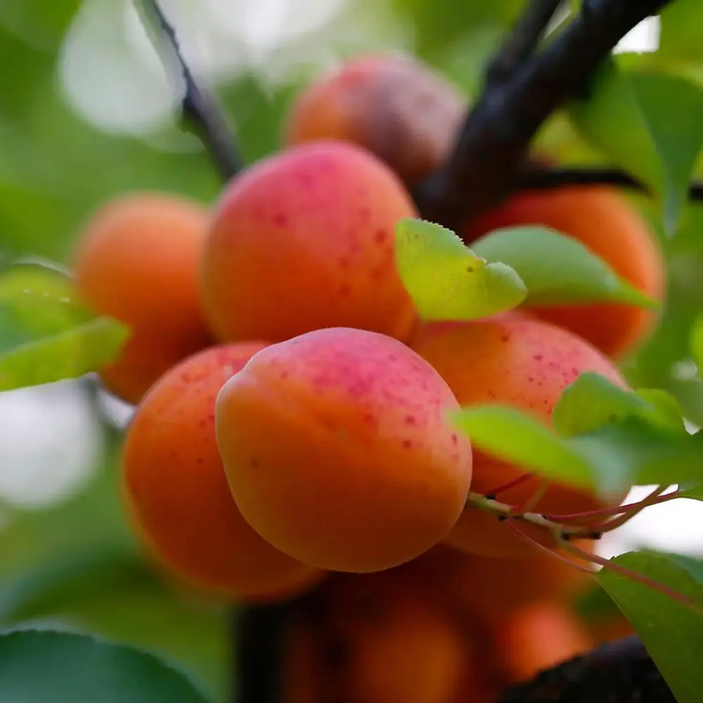 Cais (Prunus armeniaca) Orange Red, cu fructe dulci portocalii-rosii, 2 pe rod
