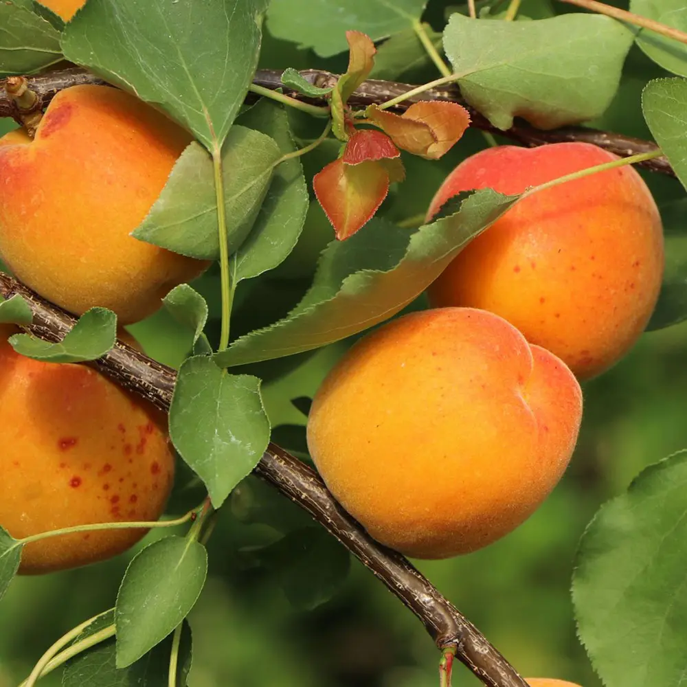 Cais (Prunus armeniaca) Orange Red, cu fructe dulci portocalii-rosii, 2 pe rod