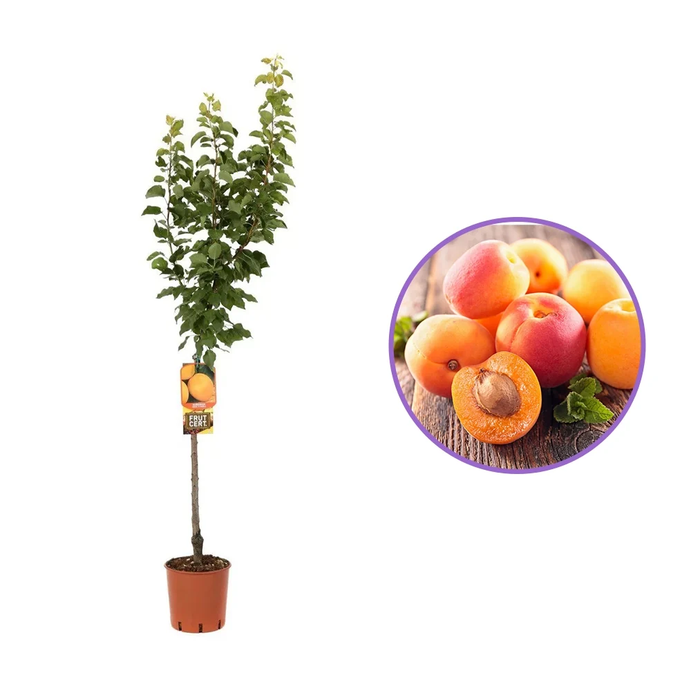 Cais (Prunus armeniaca) Reale D'Imola, cu fructe dulci galbene-aurii, 2 pe rod