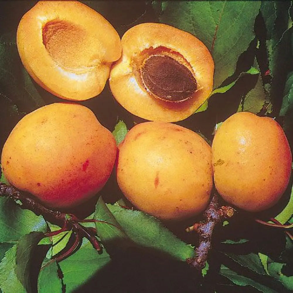 Cais (Prunus armeniaca) Reale D'Imola, cu fructe dulci galbene-aurii, 2 pe rod