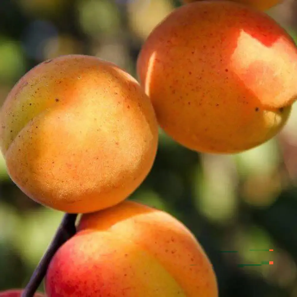 Cais (Prunus armeniaca) Reale D'Imola, cu fructe dulci galbene-aurii, 2 pe rod