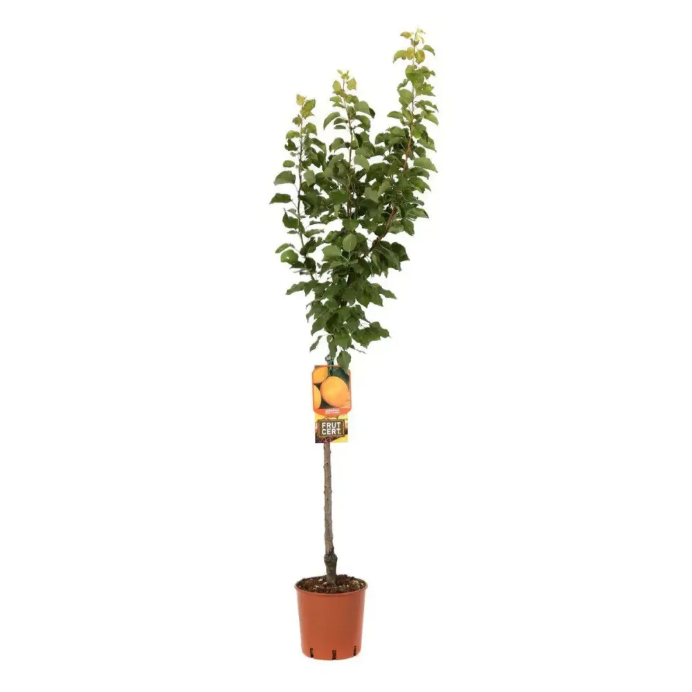 Cais (Prunus armeniaca) Reale D'Imola, cu fructe dulci galbene-aurii, 2 pe rod