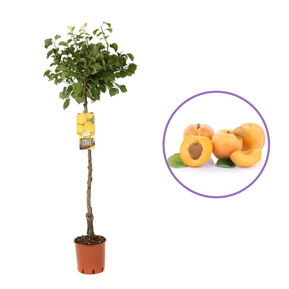 Cais (Prunus armeniaca) Vitillo, cu fructe dulci portocalii, 2 pe rod