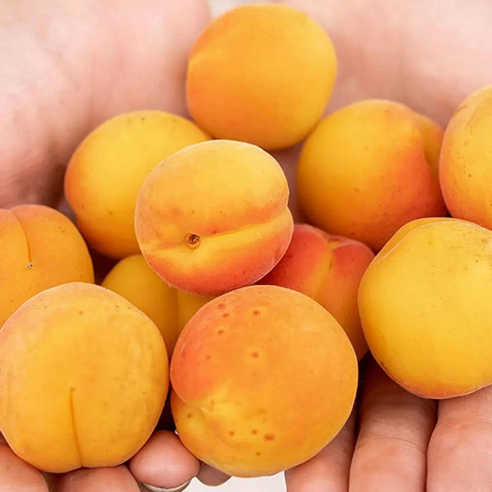 Cais (Prunus armeniaca) Vitillo, cu fructe dulci portocalii, 2 pe rod