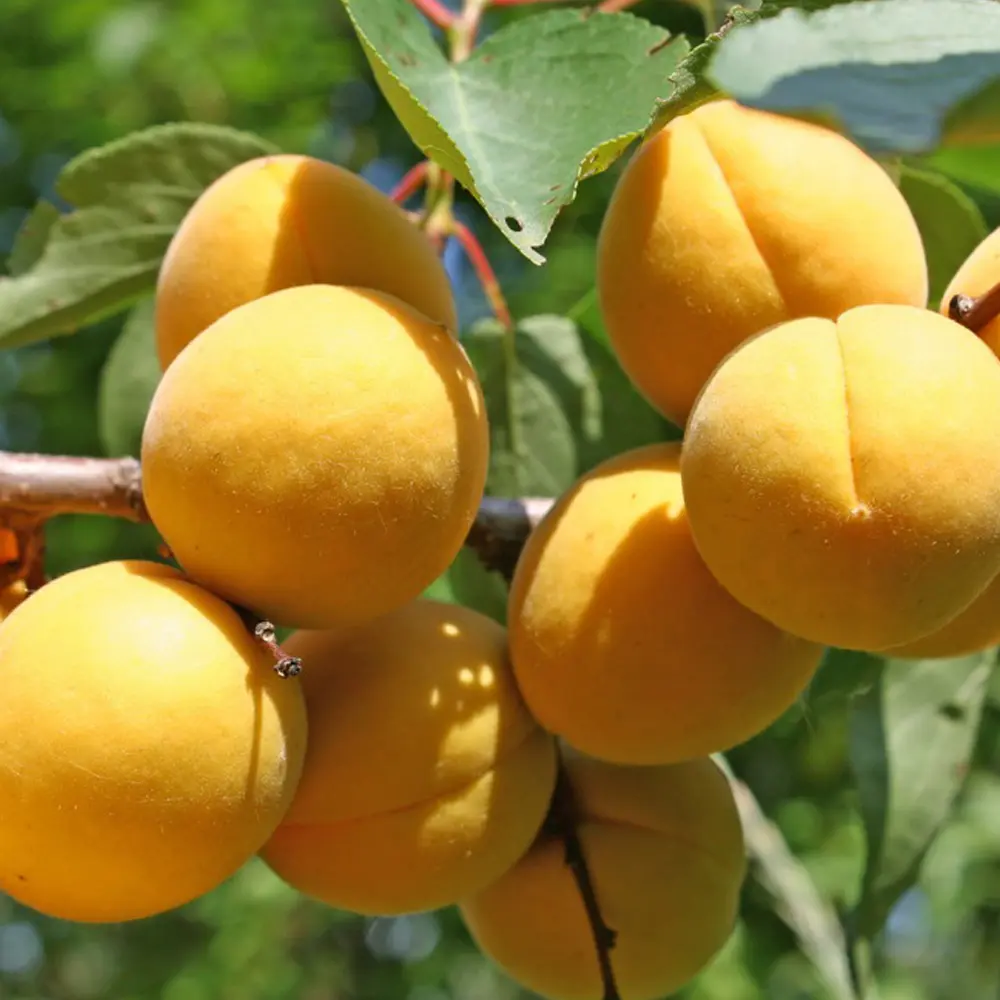Cais (Prunus armeniaca) Vitillo, cu fructe dulci portocalii, 2 pe rod