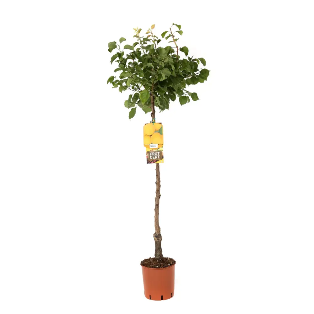 Cais (Prunus armeniaca) Vitillo, cu fructe dulci portocalii, 2 pe rod