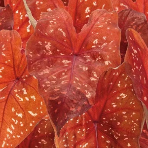 Caladium 'Burning Heart'
