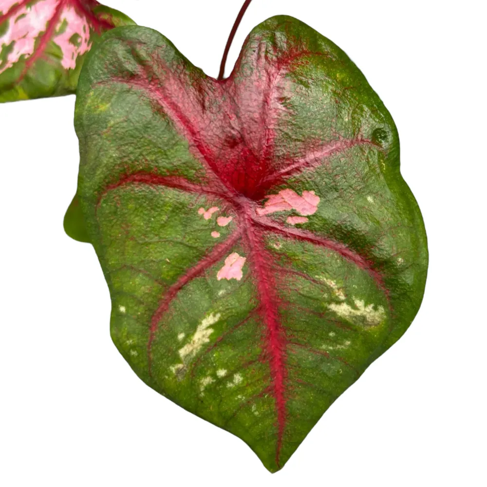 Caladium ‘Carolyn Whorton’