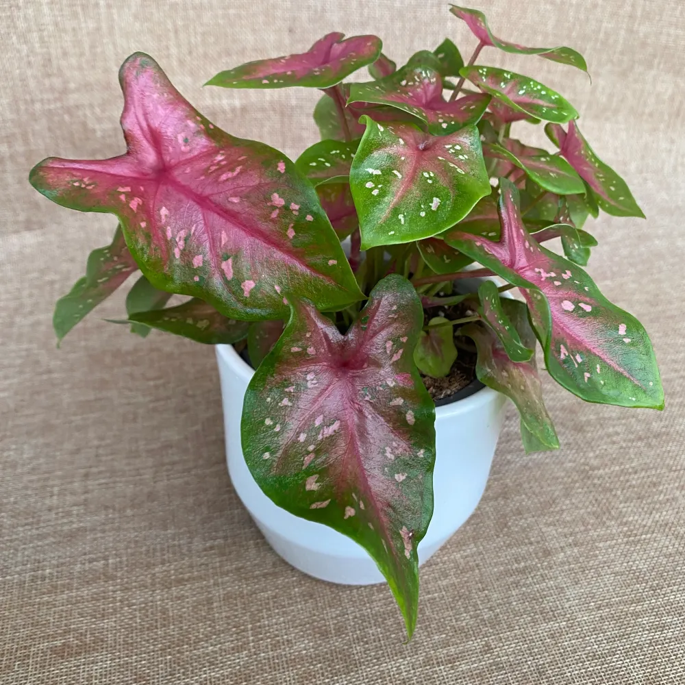 Caladium 'Casey’