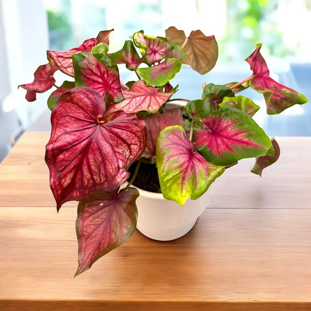 Caladium ‘Cocktail’ 01