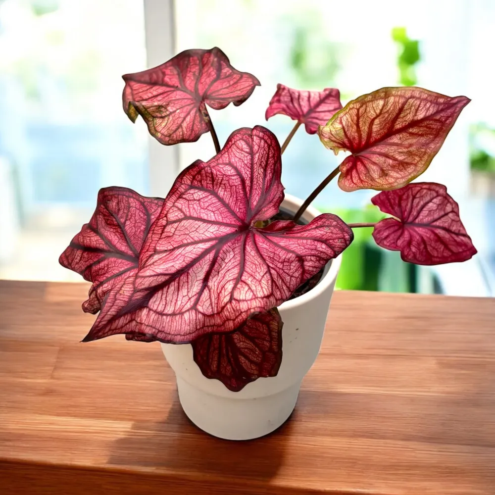 Caladium 'Desert Sunset'