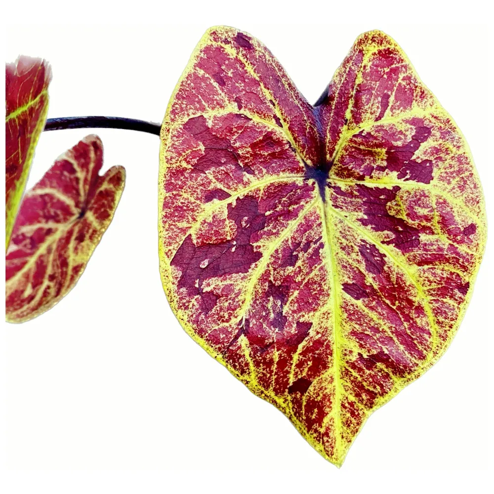 Caladium 'Elaine'