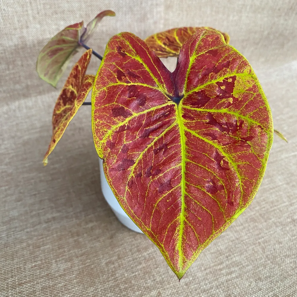 Caladium 'Elaine'