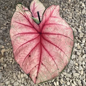 Caladium Fiesta