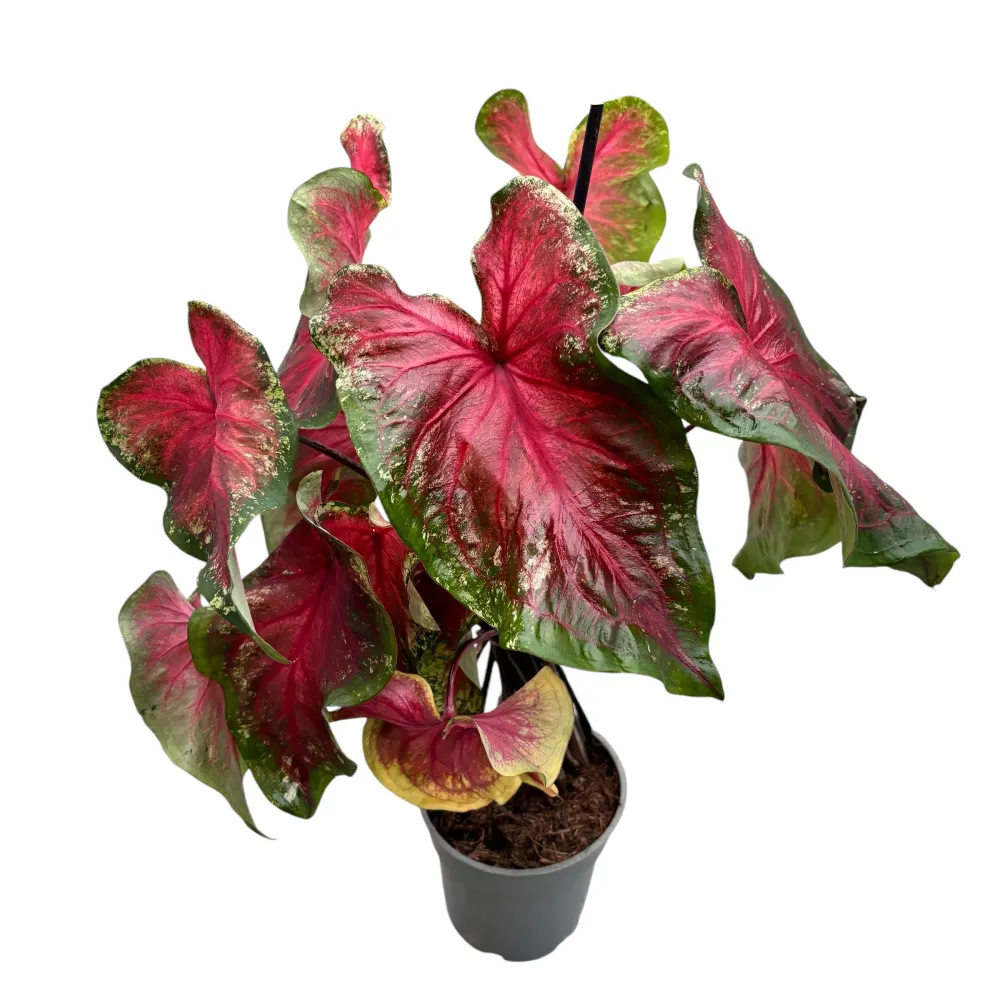 Caladium ‘Flatter Me’