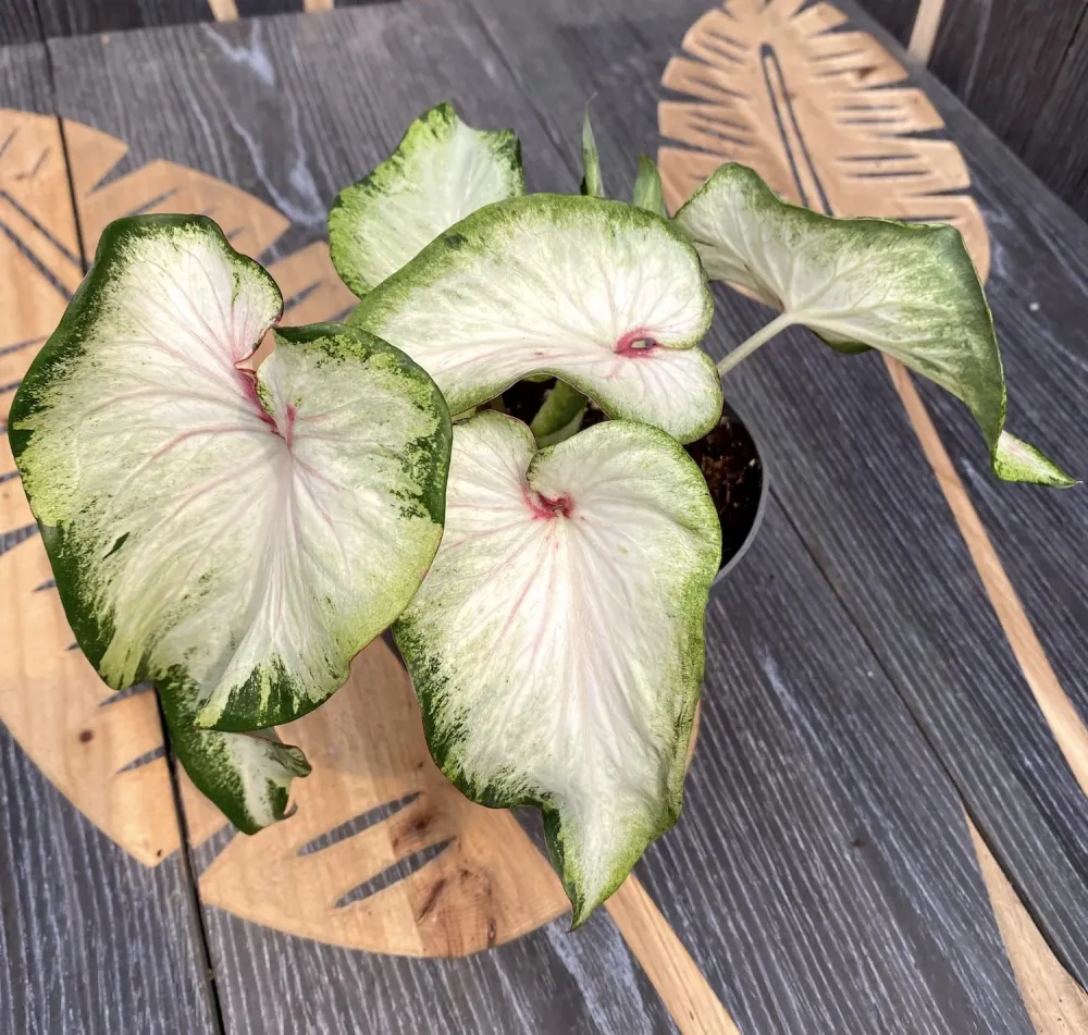 Caladium Gingerland
