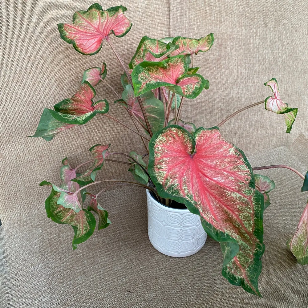 Caladium 'Heart's Delight'