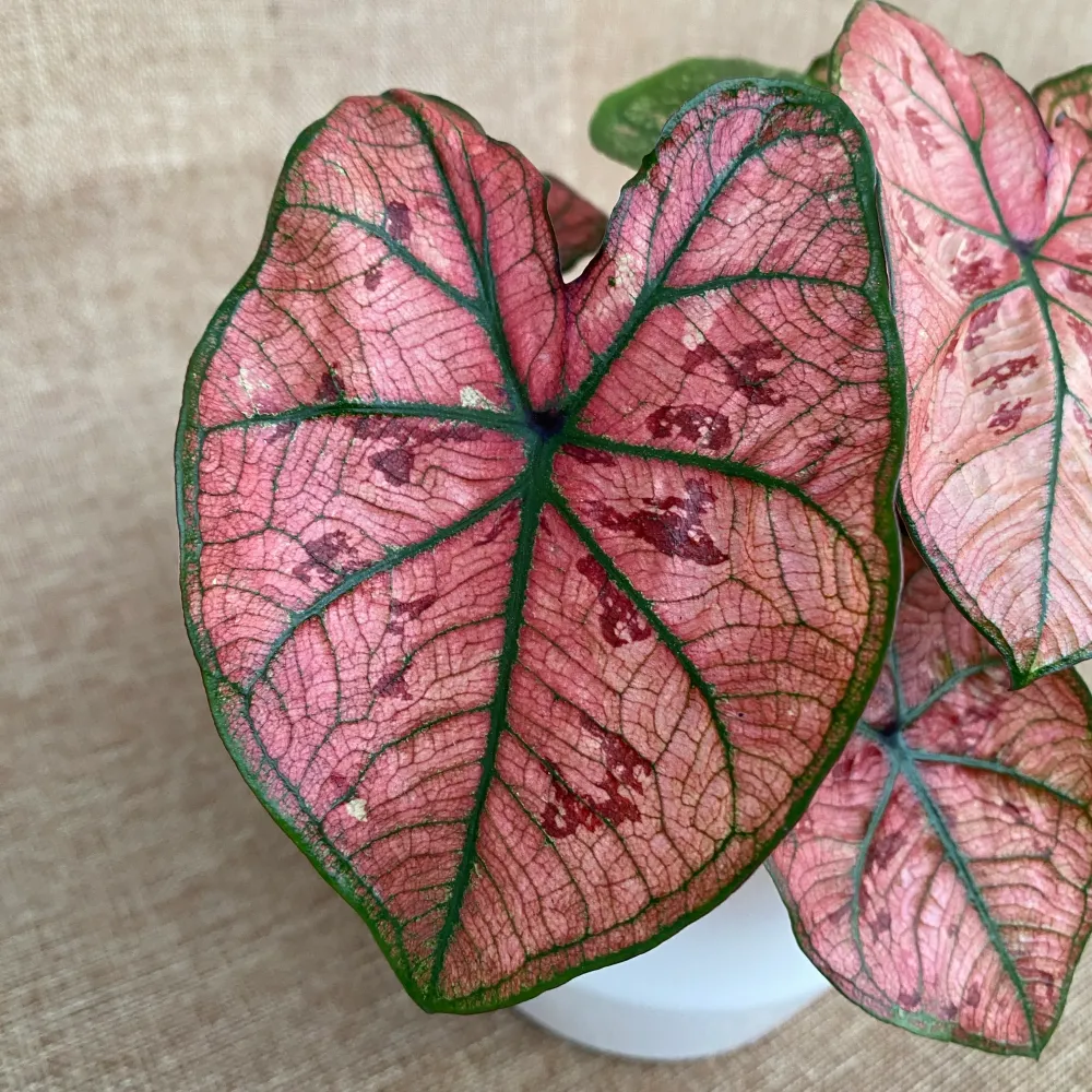 Caladium 'Heidi'