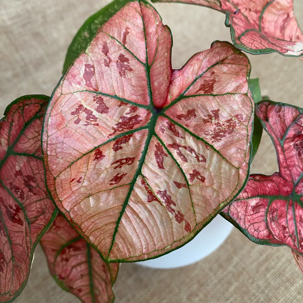 Caladium 'Heidi'