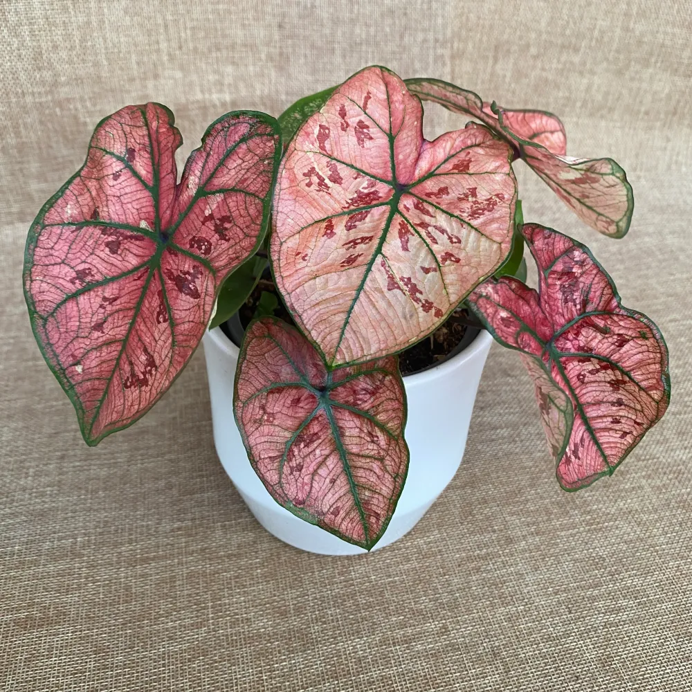Caladium 'Heidi'