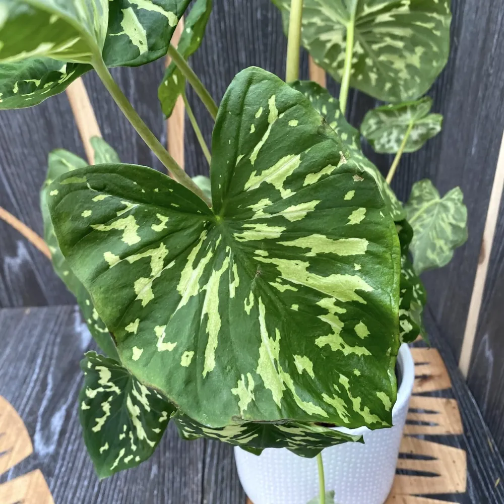 Caladium 'Hilo Beauty'