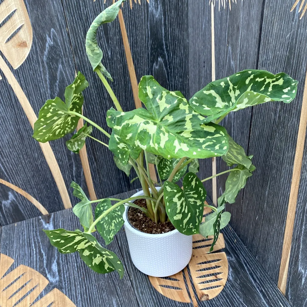 Caladium 'Hilo Beauty'