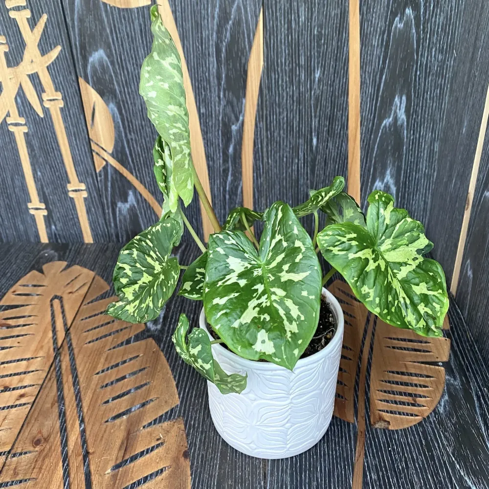Caladium 'Hilo Beauty'
