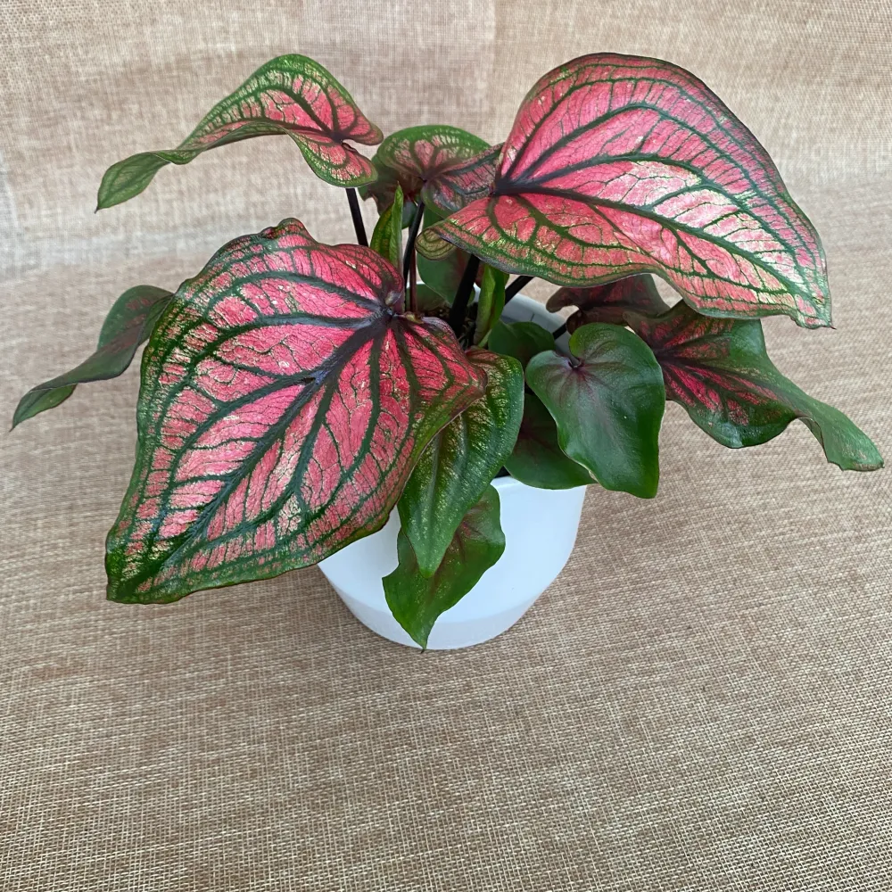 Caladium 'Lucia Pink’