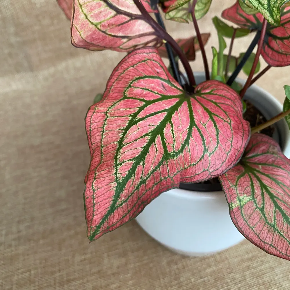 Caladium 'Lucia White'