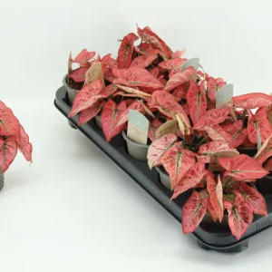Caladium 'Peach’