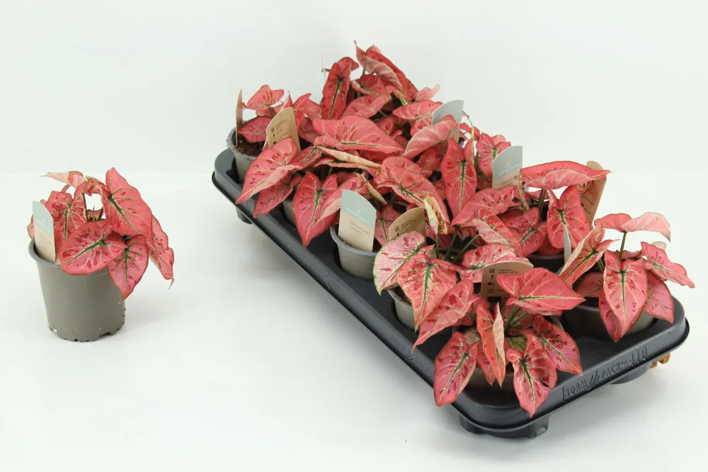 Caladium 'Peach’