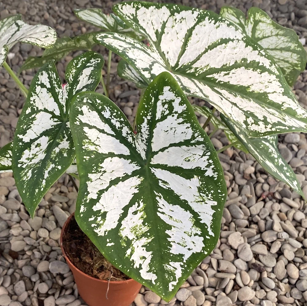 Caladium Pliage XL