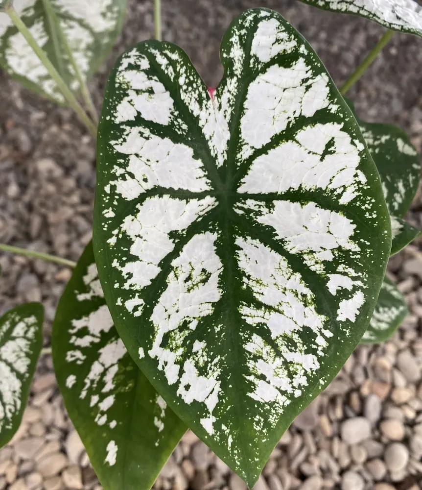 Caladium Pliage XL