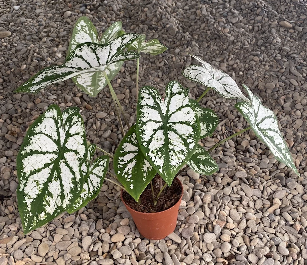 Caladium Pliage XL
