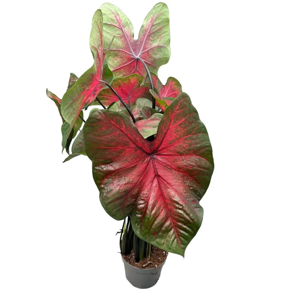 Caladium ‘Postman Joyner’