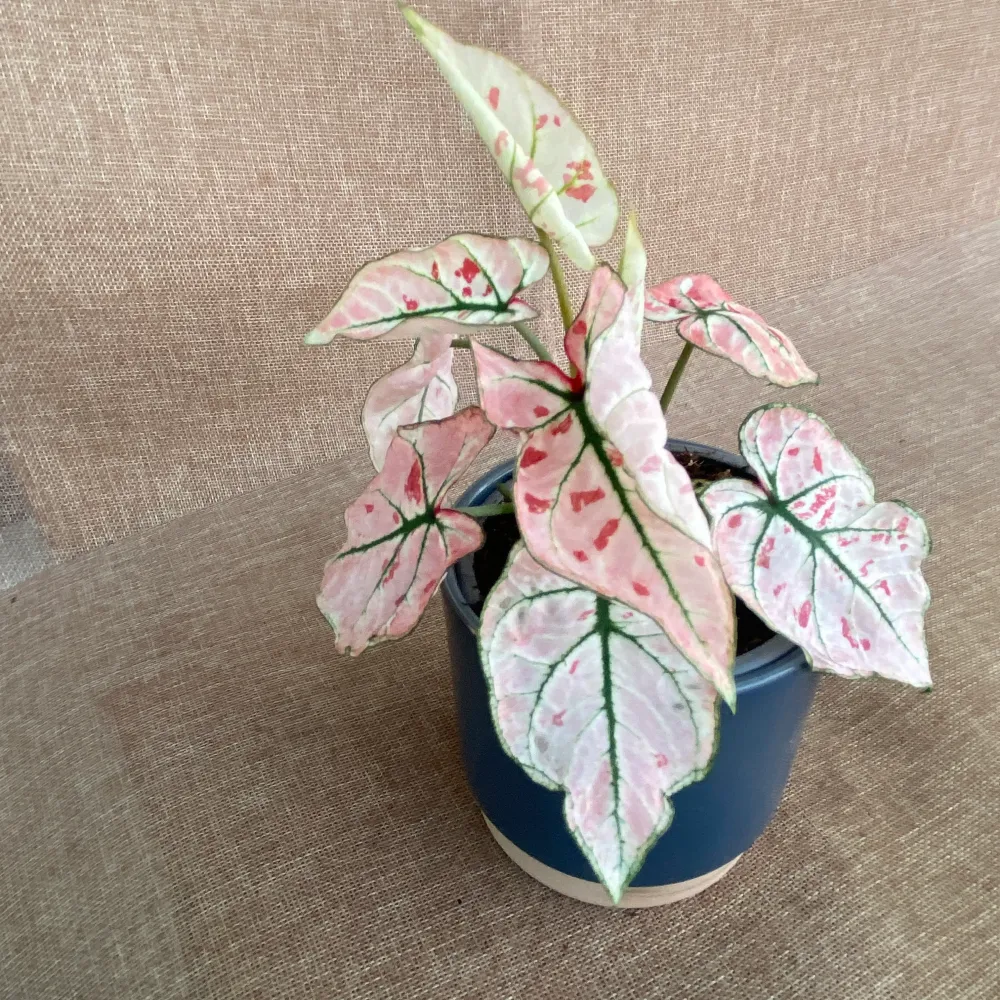 Caladium 'Rasberry Star’