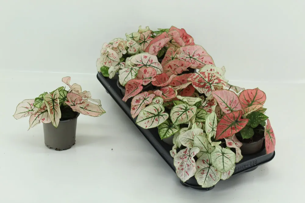 Caladium 'Rasberry Star’