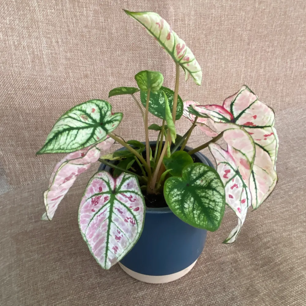 Caladium 'Rasberry Star’
