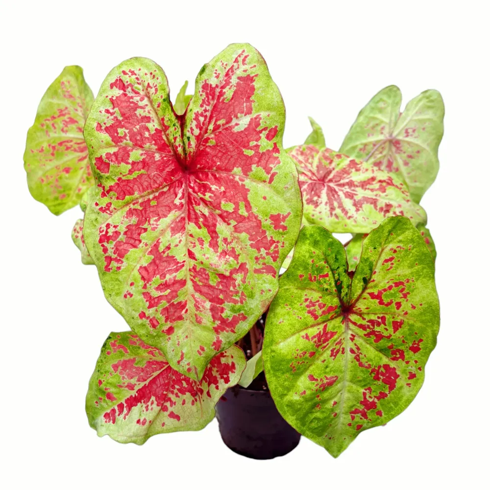 Caladium ‘Raspberry Moon’