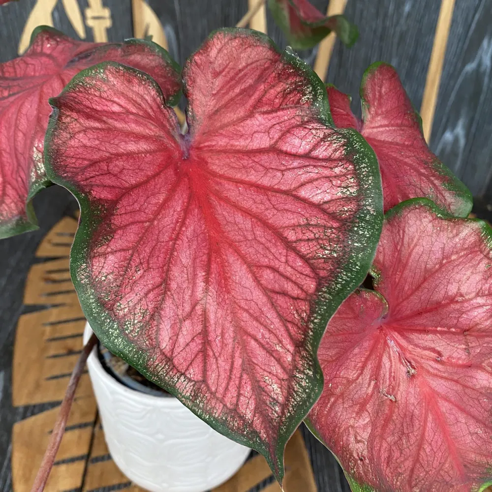 Caladium Red Glamour