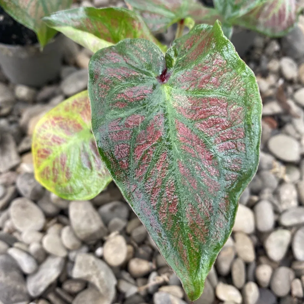 Caladium Selma (babyplant)