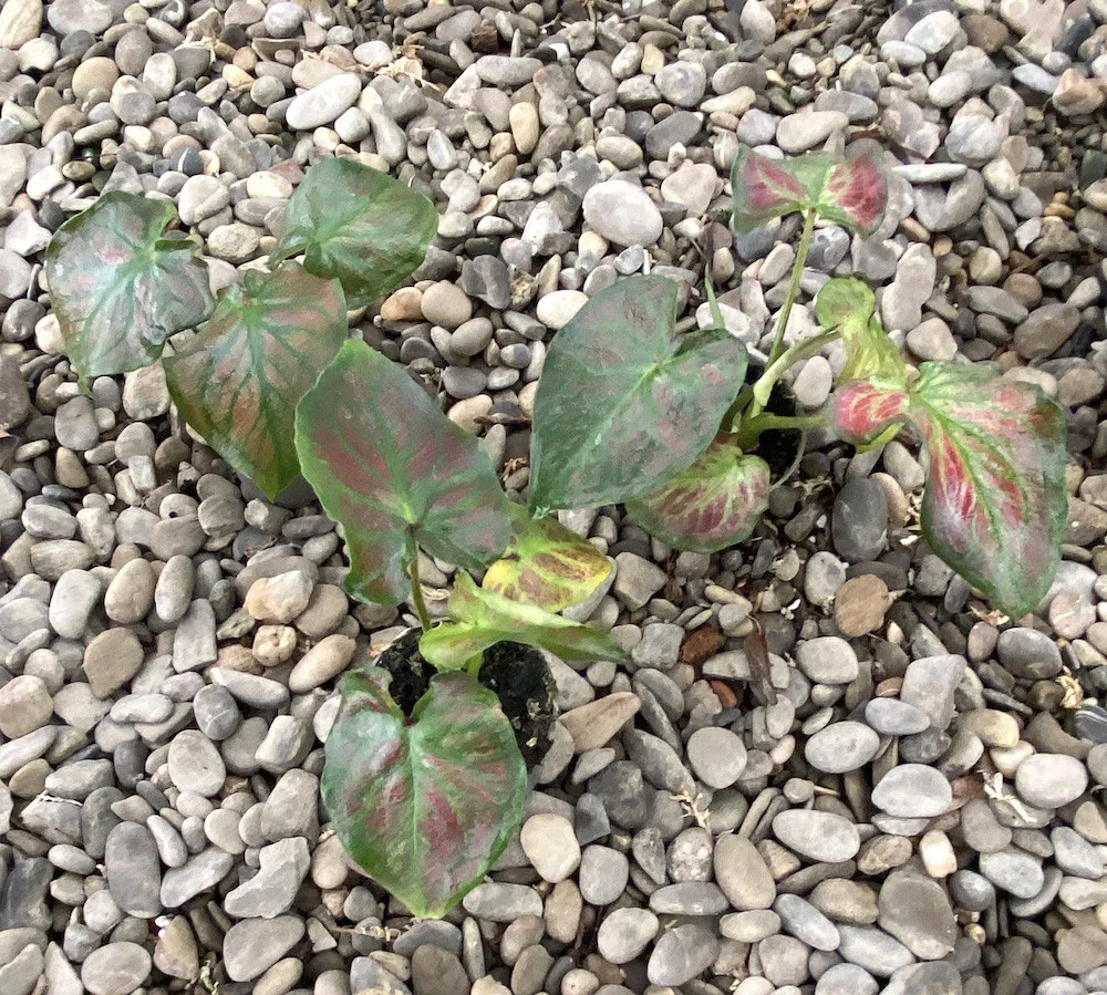 Caladium Selma (babyplant)