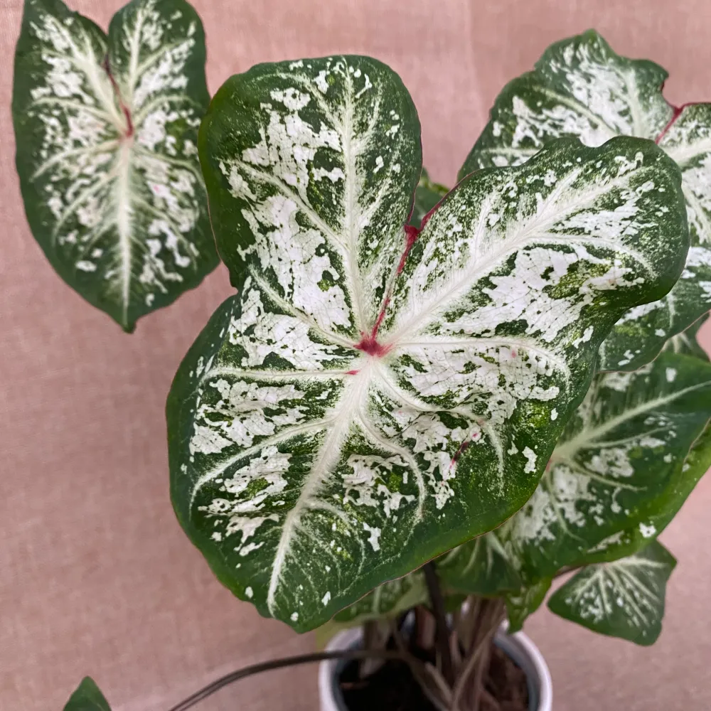 Caladium 'Snow Flurry'