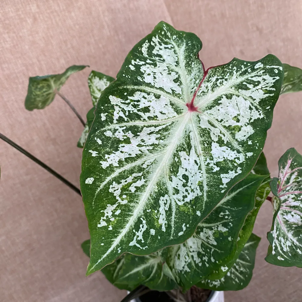 Caladium 'Snow Flurry'