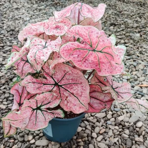 Caladium Splash Wine XL