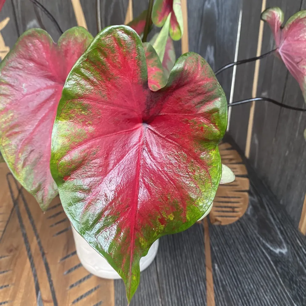 Caladium 'Sunset Pink'