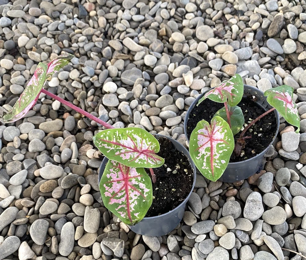 Caladium Tricolor (babyplant)