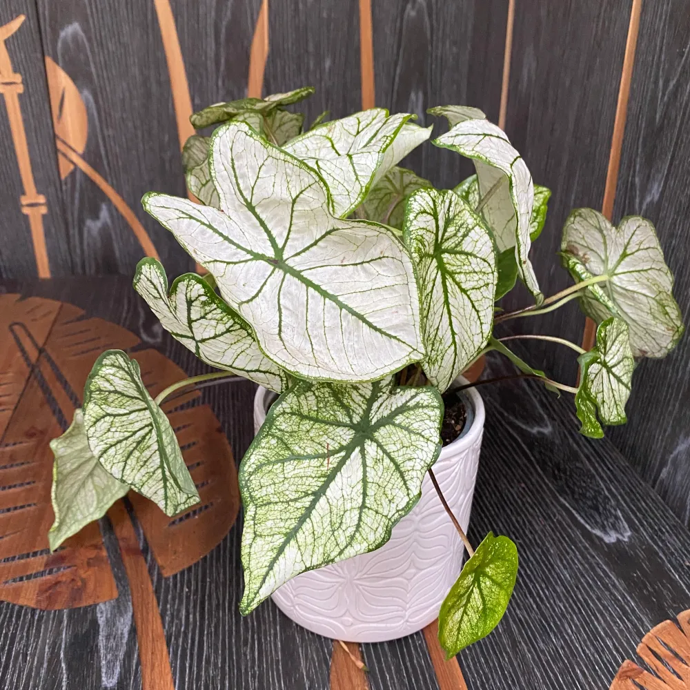 Caladium White Frost
