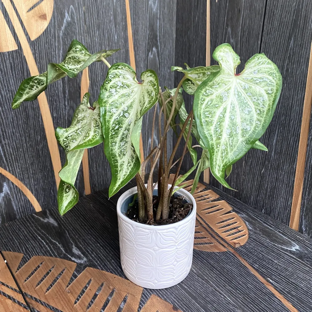 Caladium White Marble